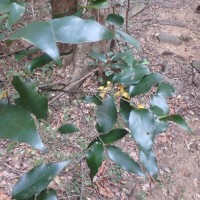 Mitrephora heyneana (Hook.f. & Thomson) Thwaites